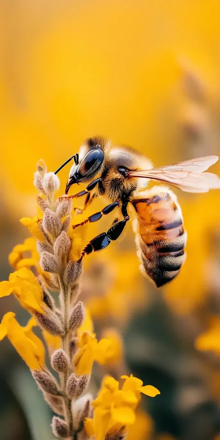 abeille Fond d'écran abeille pour mobile 15 recherche par mot clé unique.
