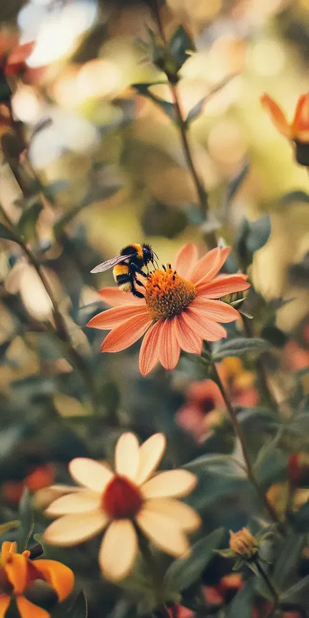 fond d ecran abeille pour mobile 46