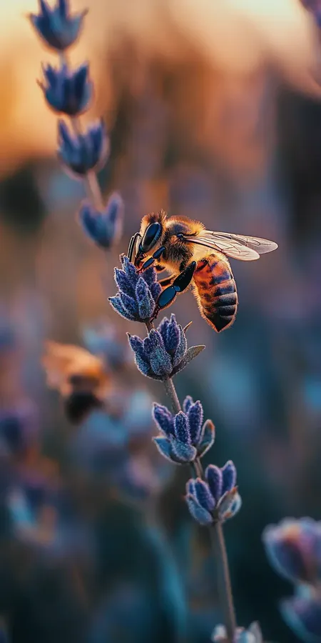 fond d ecran abeille pour mobile 57