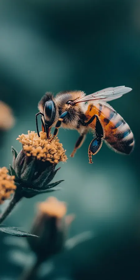 fond d ecran abeille pour mobile 60