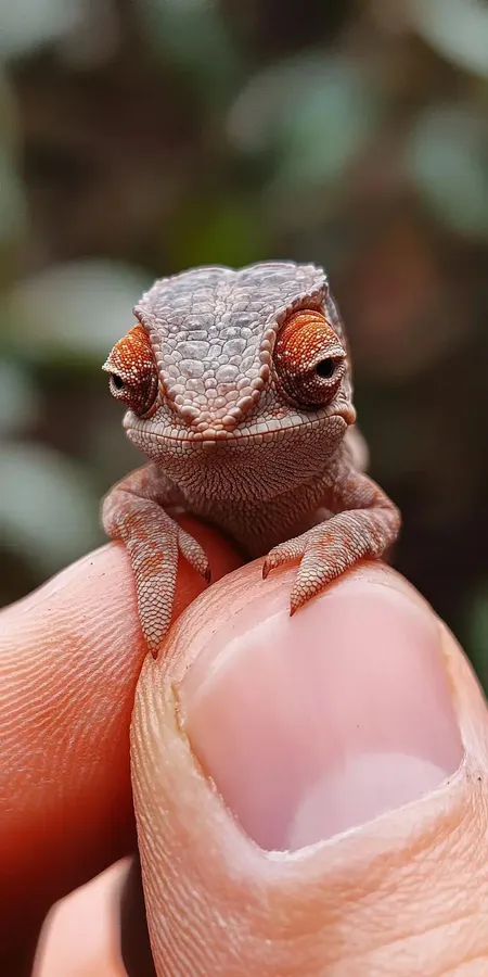 fond d ecran mobile animaux miniature 49