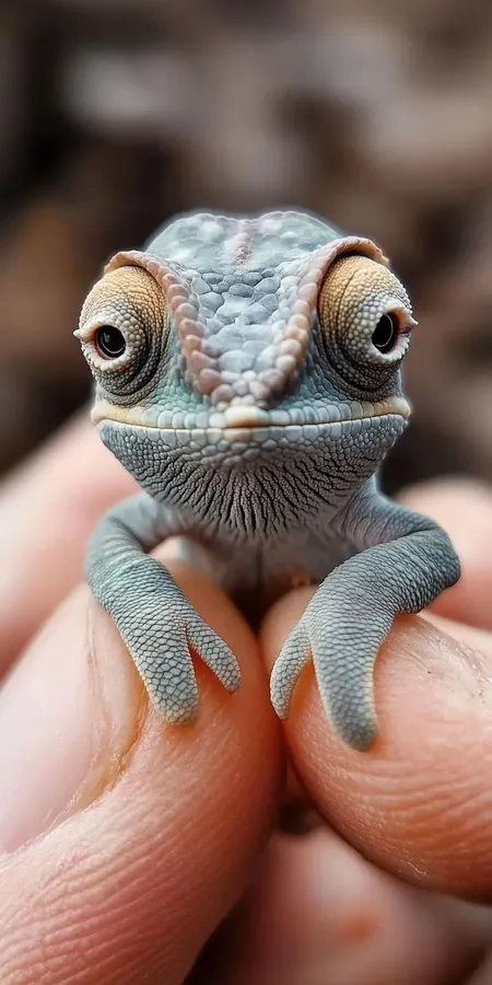 fond d ecran mobile animaux miniature 50