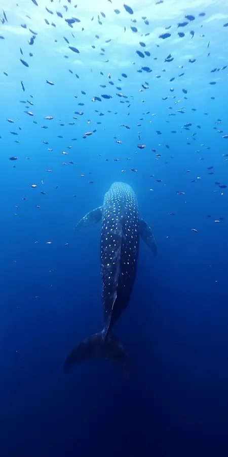 fond d ecran baleine pour mobile 4