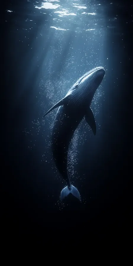 fond d ecran baleine pour mobile 7