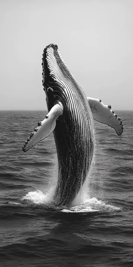 fond d ecran baleine pour mobile 8