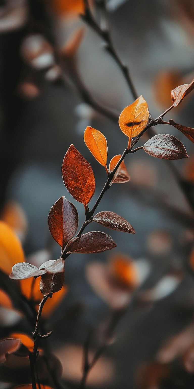 Fond d'écran automne pour mobile 12