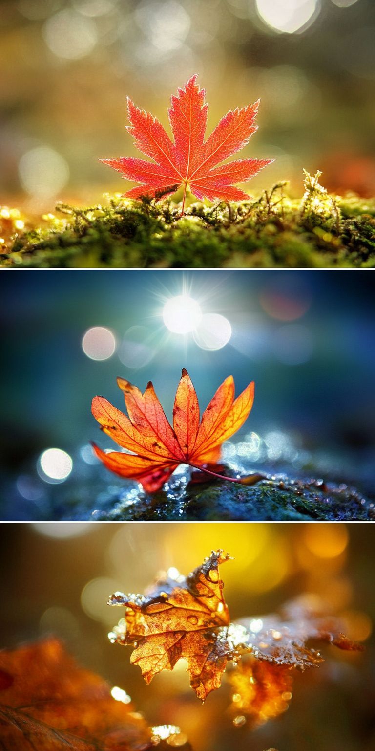 Fond d'écran automne pour mobile 32