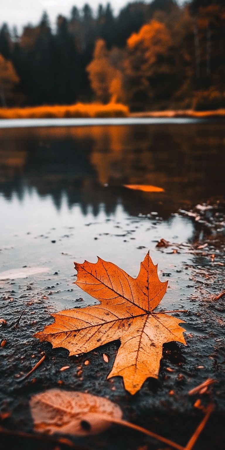 Fond d'écran automne pour mobile 37