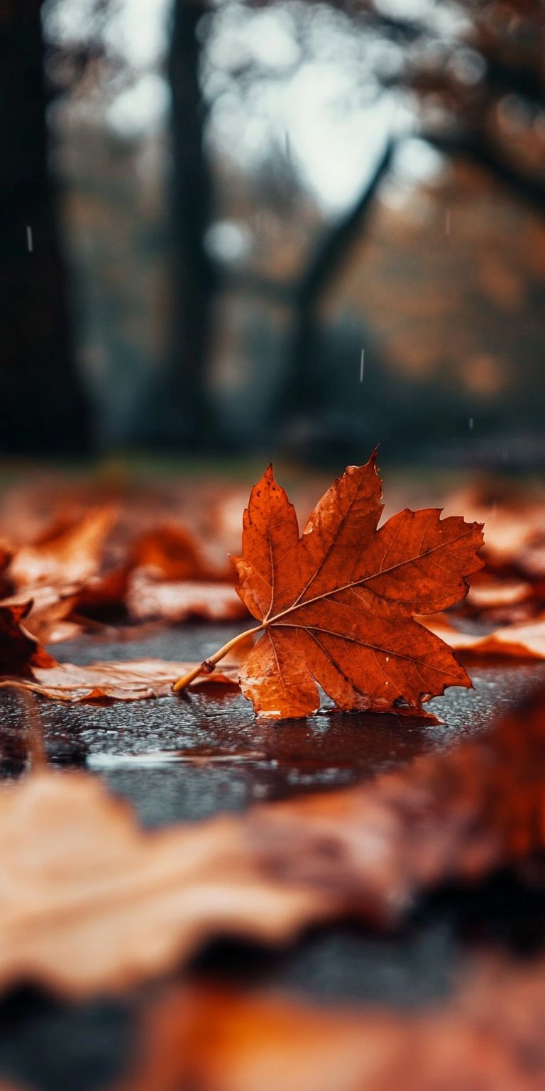 Fond d'écran automne pour mobile 51