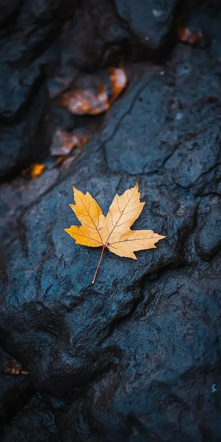 fond d ecran automne pour mobile 19