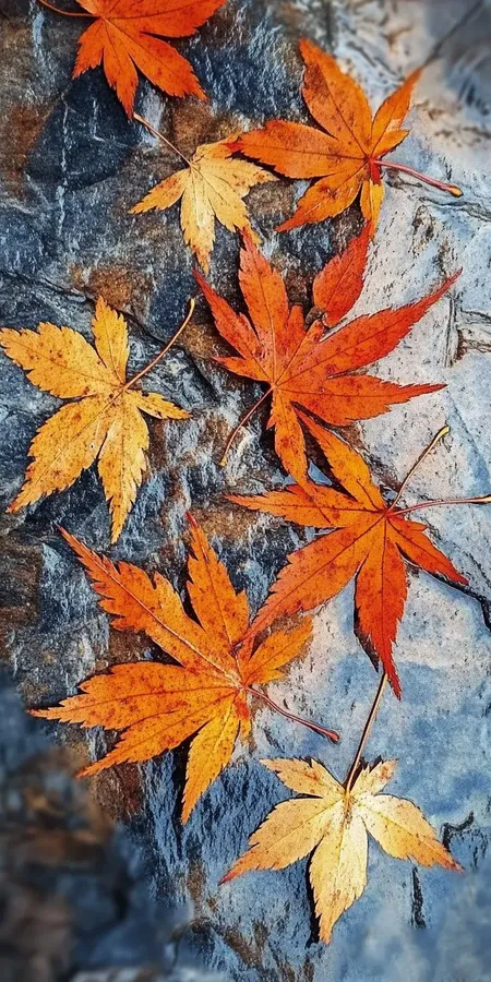 fond d ecran automne pour mobile 20