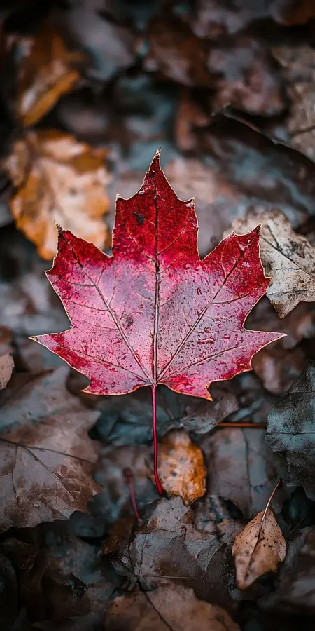 fond d ecran automne pour mobile 21