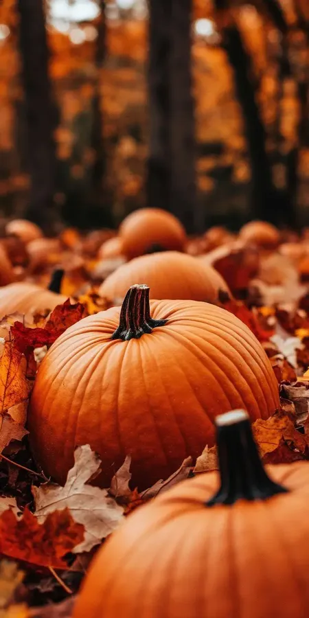 fond d ecran automne pour mobile 23