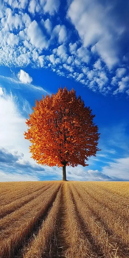 fond d ecran automne pour mobile 27