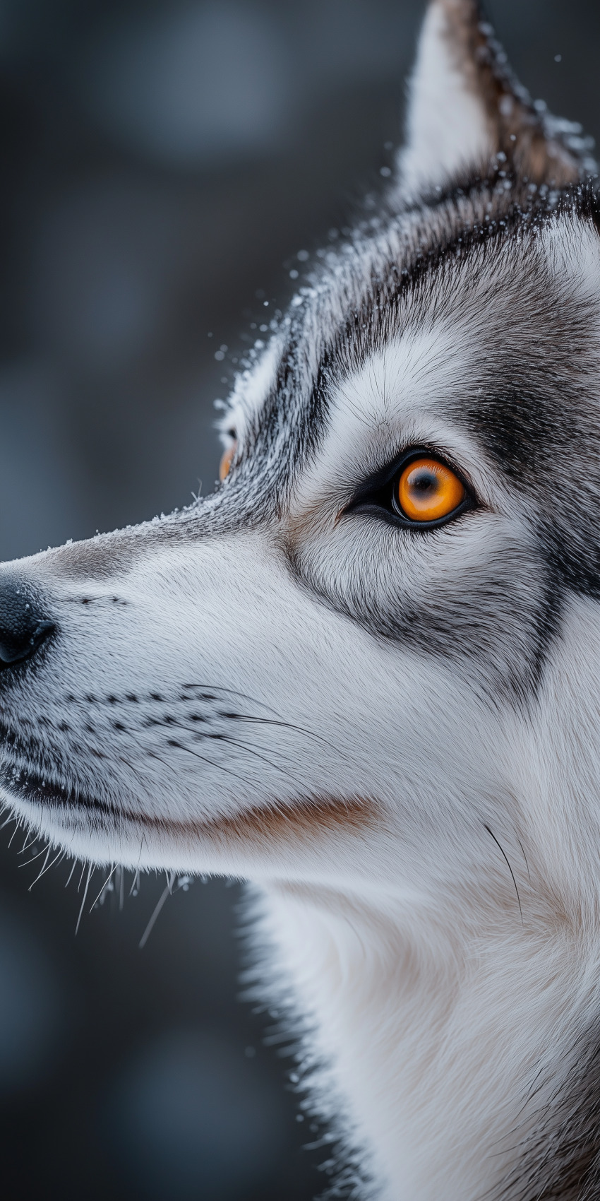 fond d ecran chien pour mobile 18