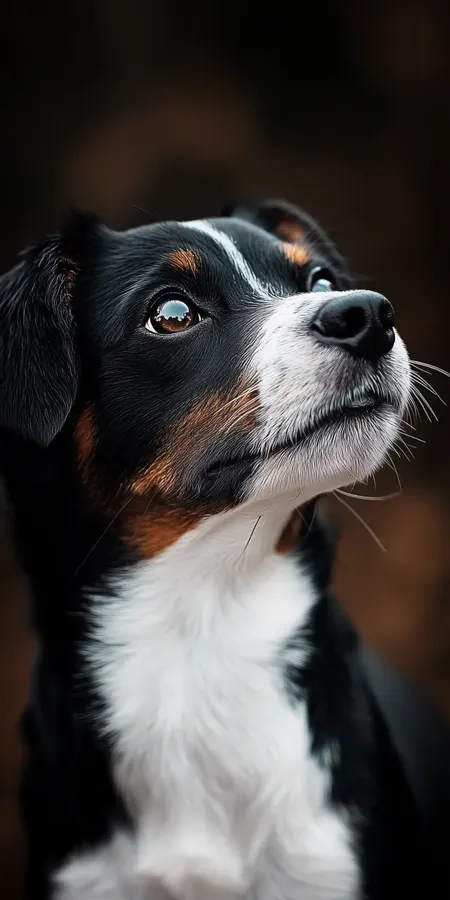 fond d ecran chien pour mobile 14