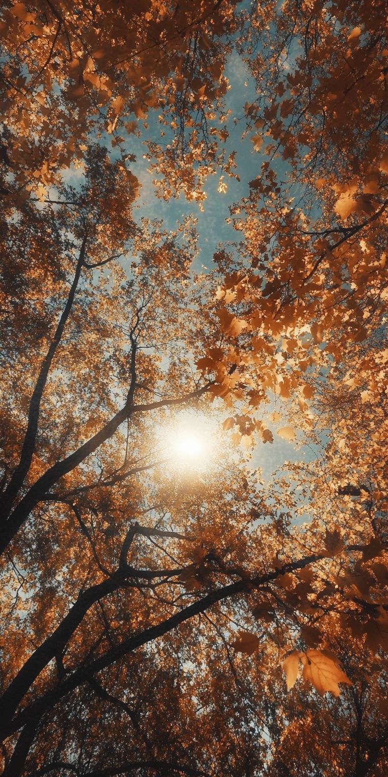 Fond d'écran coucher de soleil pour mobile 21