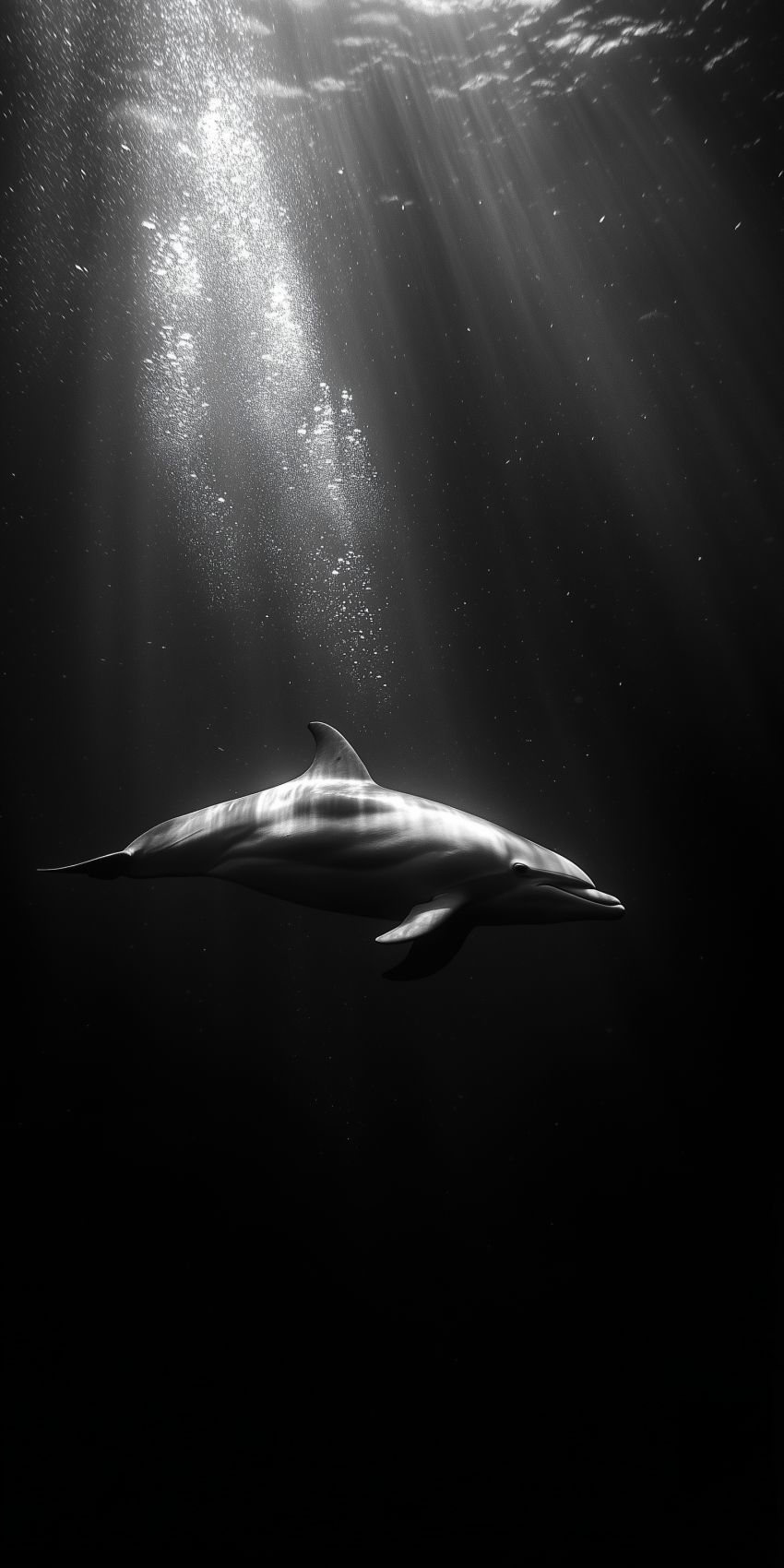 Fond d'écran dauphin pour mobile 4