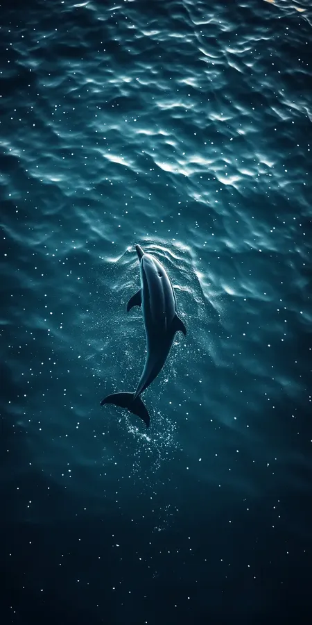 fond d ecran dauphin pour mobile 37