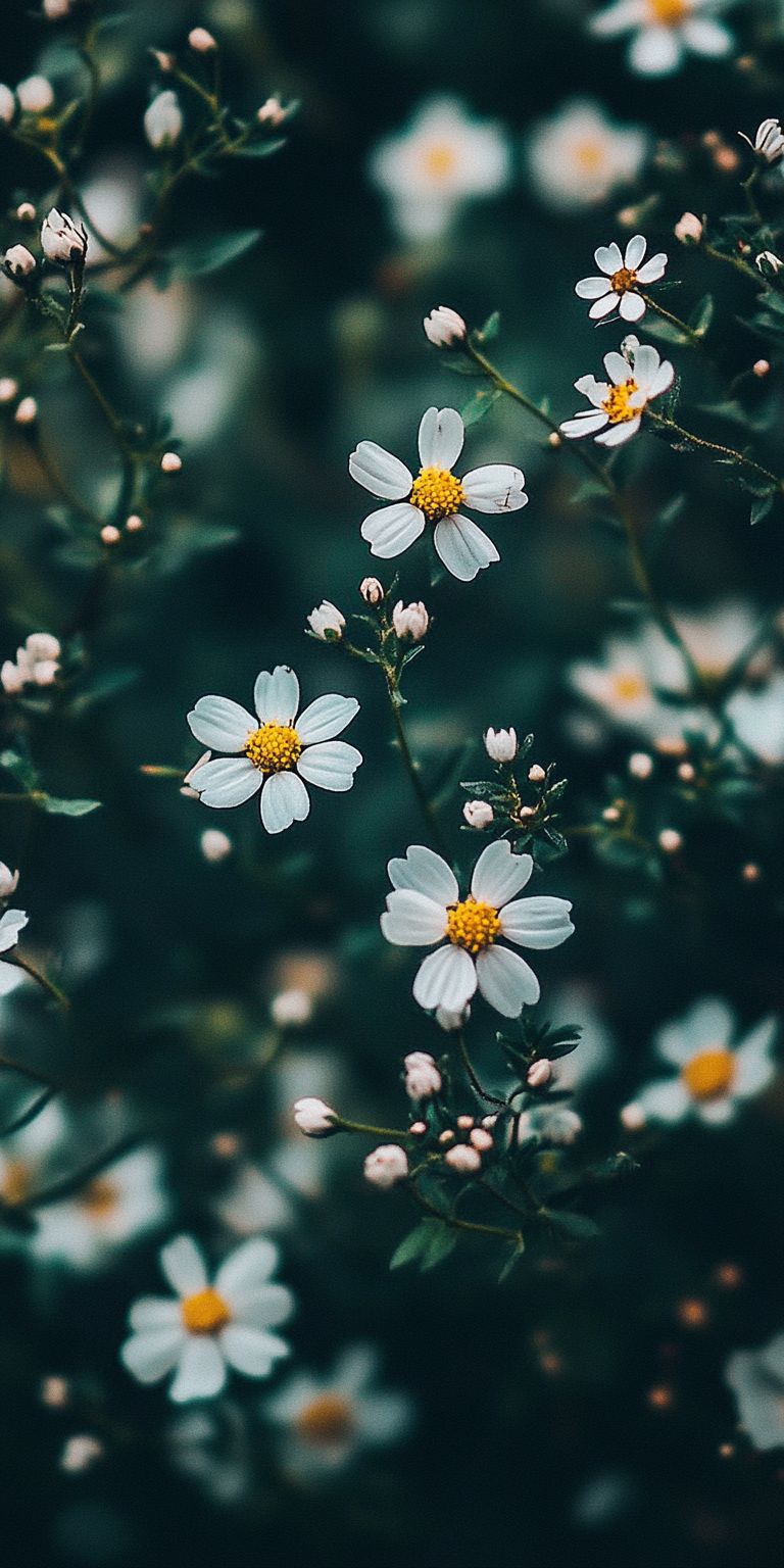 Fond d'écran Mobile Fleurs Blanches Sauvages : Douceur et Mystère Nocturne