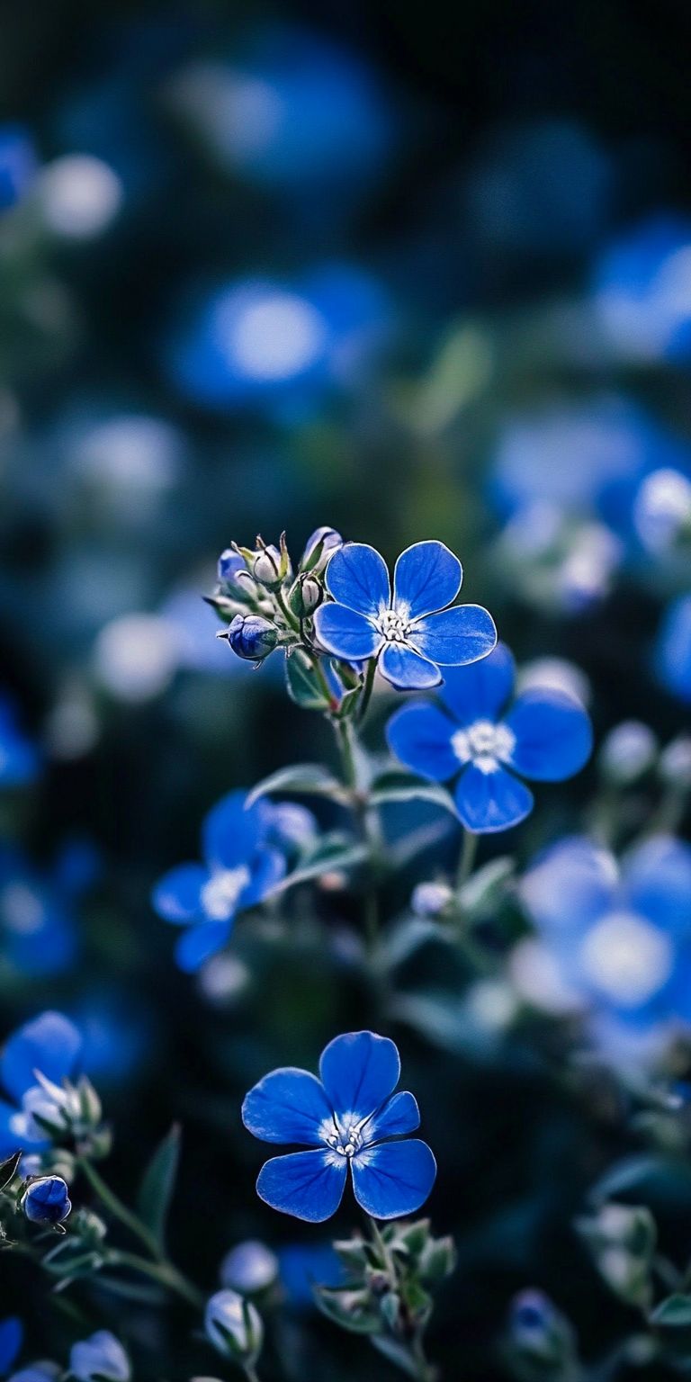 Fond d'écran Mobile Myosotis Bleus : Douceur et Profondeur Aquatique