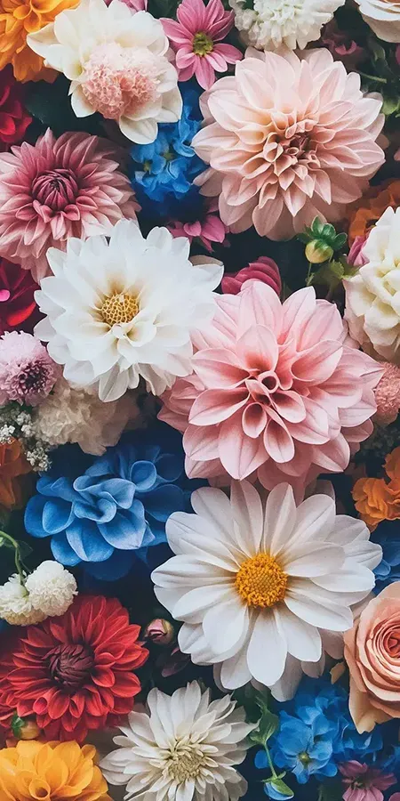 Fond d'écran Mobile Dahlias Multicolores : Explosion de Couleurs et de Textures