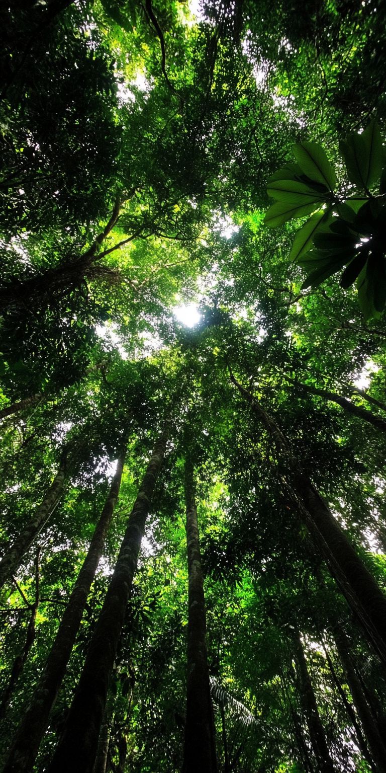 Fond d'écran foret pour mobile 11