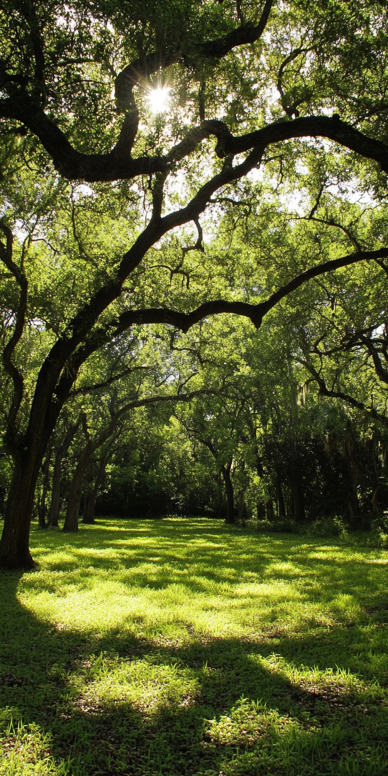 fond d ecran foret pour mobile 30