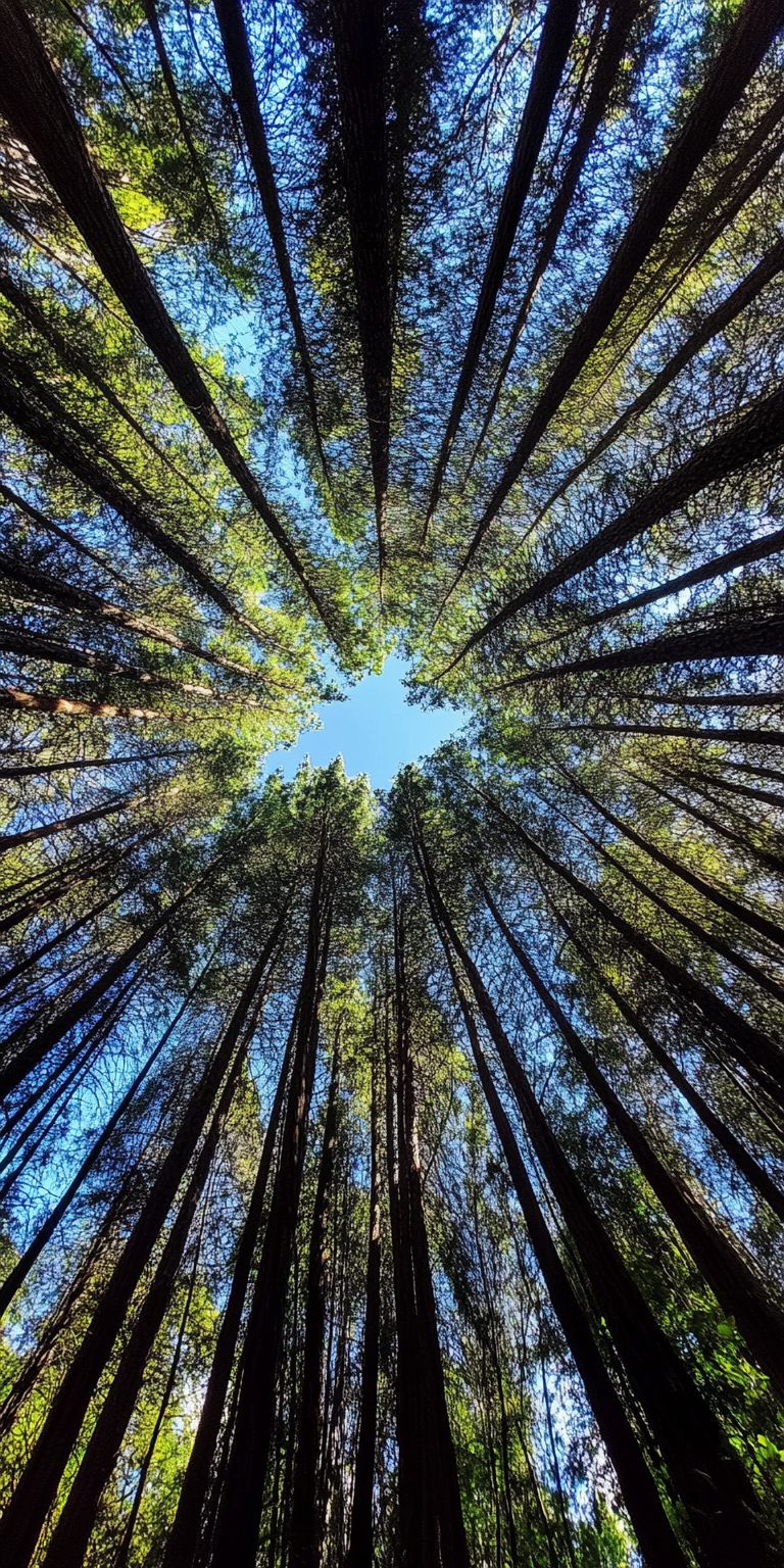 fond d ecran foret pour mobile 31