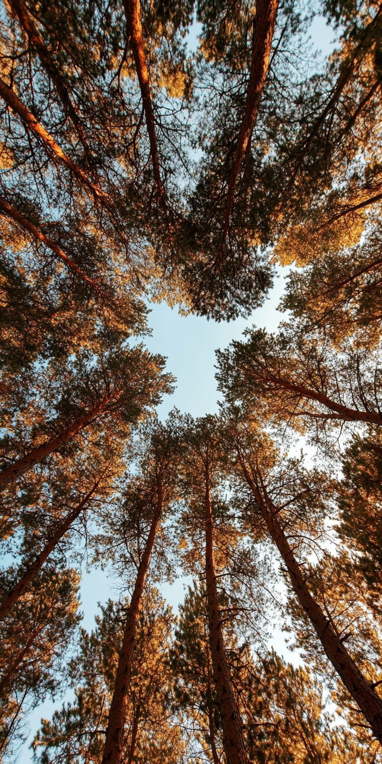 Fond d'écran foret pour mobile 33