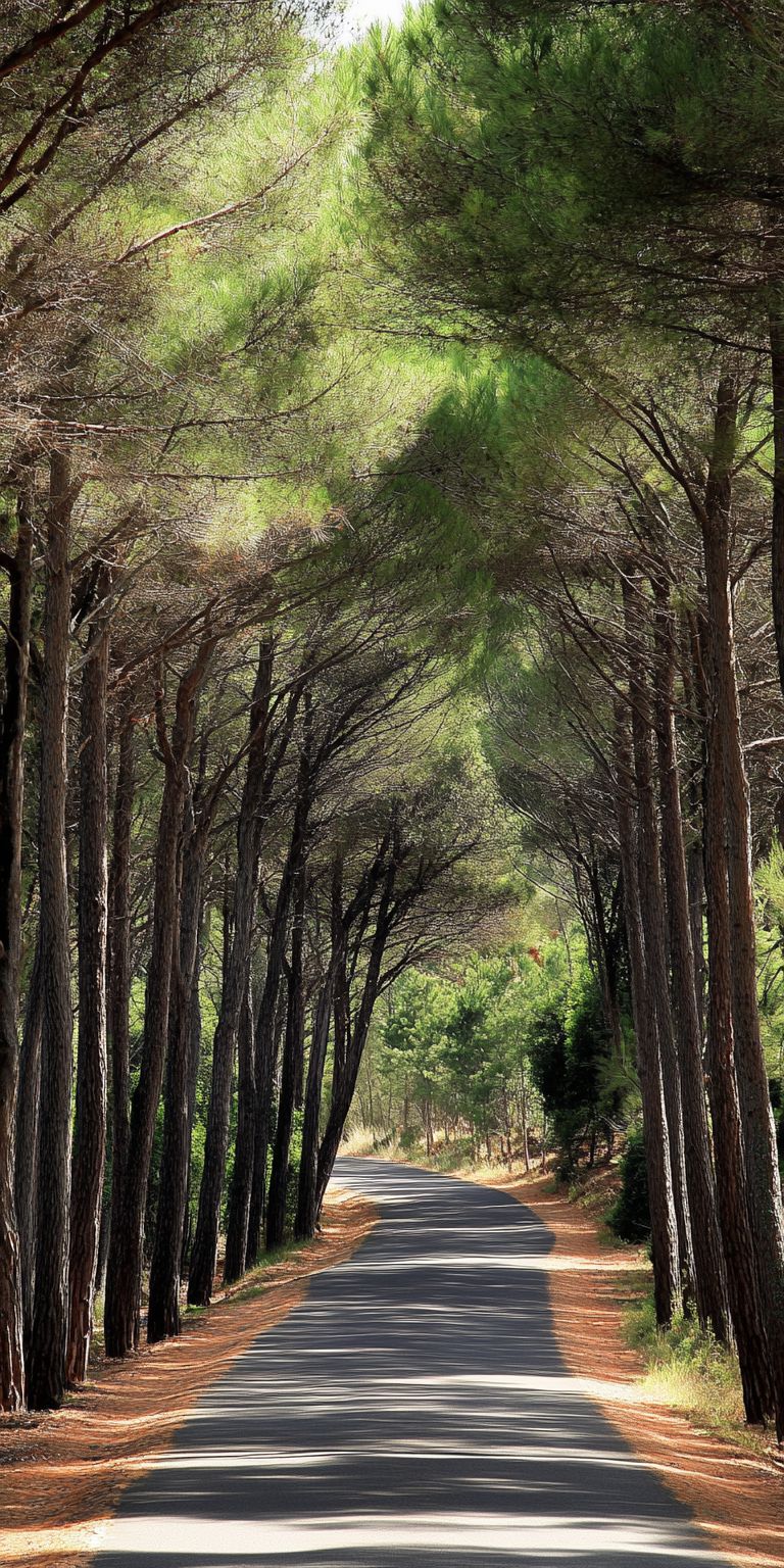 Fond d'écran foret pour mobile 9