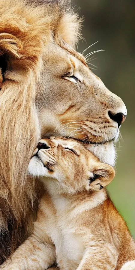 fond d ecran lion pour mobile 20