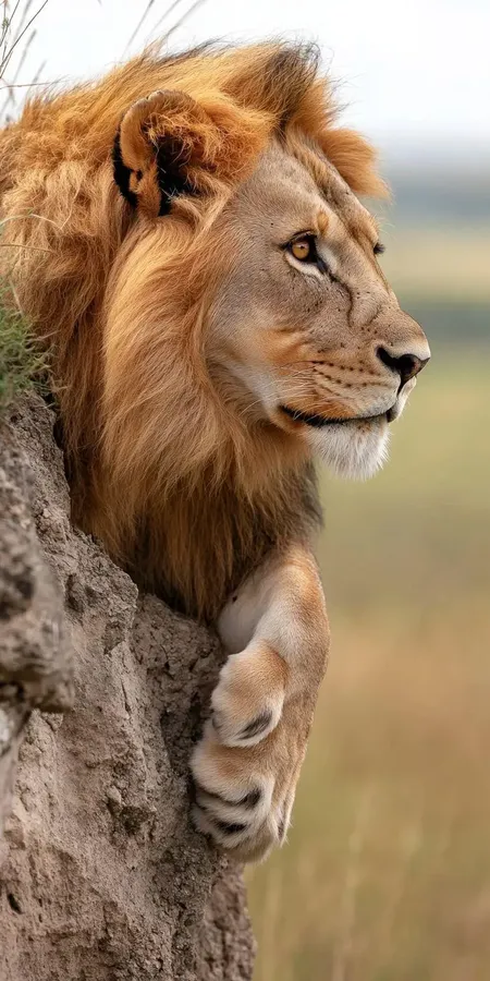 fond d ecran lion pour mobile 27