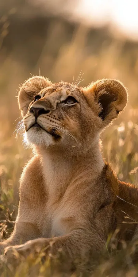 fond d ecran lion pour mobile 28