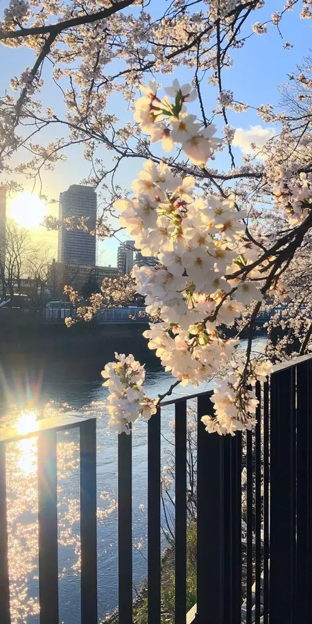 fond d ecran printemps pour mobile 2