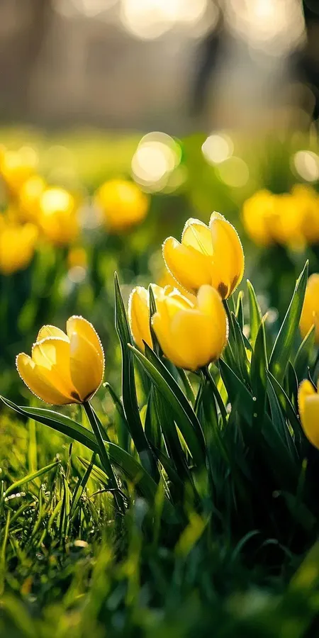 fond d ecran printemps pour mobile 5