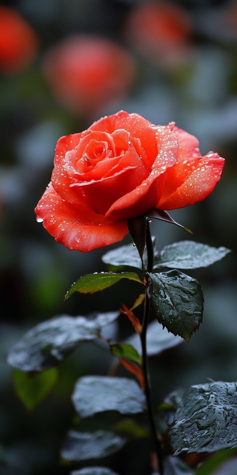 Fond d'écran roses pour mobile 26