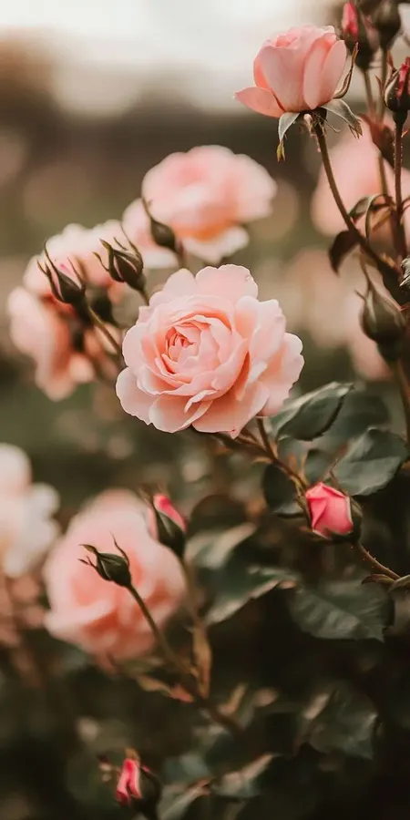 fond d ecran roses pour mobile 29