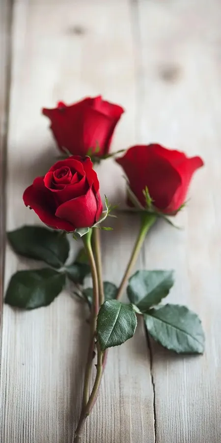 fond d ecran roses pour mobile 7