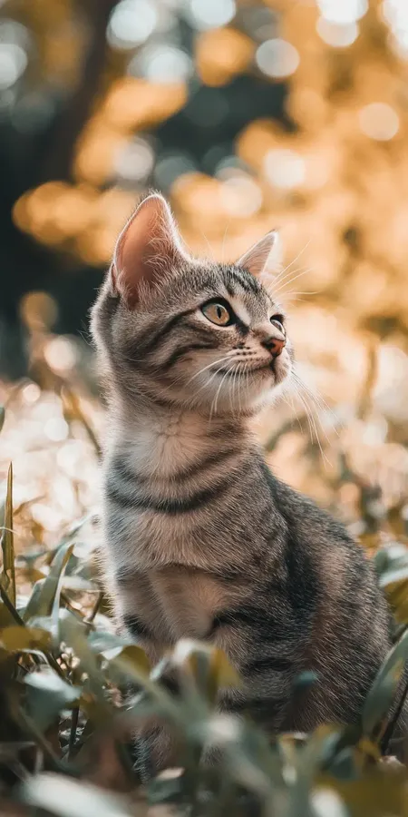 fond d ecran chat pour mobile 11