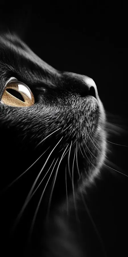 fond d ecran chat pour mobile 31