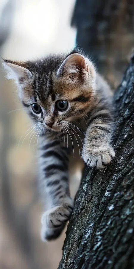 fond d ecran chat pour mobile 40