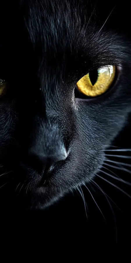 fond d ecran chat pour mobile 5