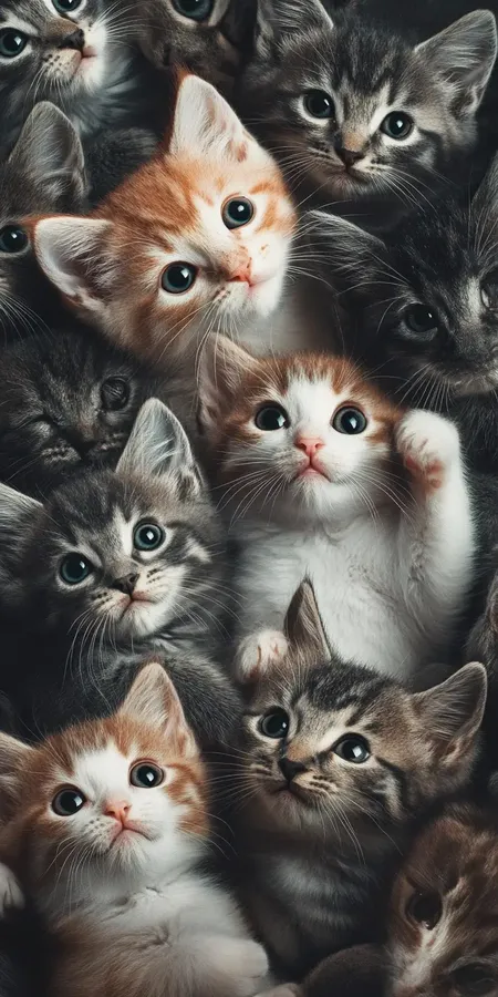 fond d ecran chat pour mobile 9